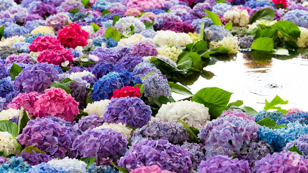 A vibrant collection of multicolored hydrangeas (purple, blue, white, and pink) floating closely together on the surface of water, interspersed with green leaves.