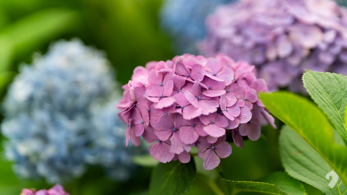 Close-up shot of a vibrant pink hydrangea flower head blooming with green leaves blurred in the background.