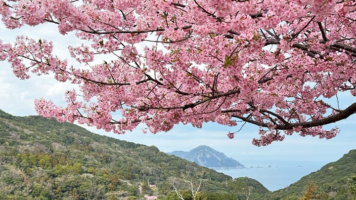 二月開始搶先賞櫻：九州河津櫻 2026 深度推介