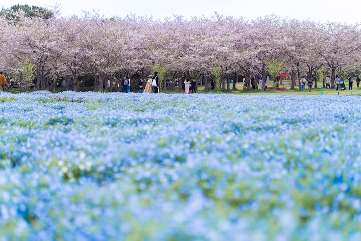 福岡親子遊首選：海之中道海濱公園＋海洋世界水族館一日行程
